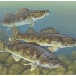 Wilderness Walleye: Fishing Limits Restricted On Three Canoe Country Lakes