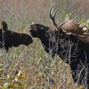 Mixed News For Minnesota’s Shrinking Moose Population