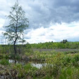 PolyMet’s Pollution Would be Pointed at the Boundary Waters