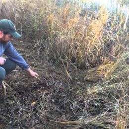 How Do Wolves and Beavers Interact in Boreal Ecosystems?