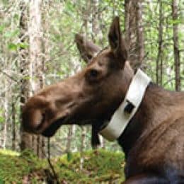 What Climate Change Means for the Boundary Waters, Birds in the Border Country – Wilderness News Summer 2016