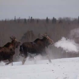 Annual Moose Survey Finds Small, Stable Population in Northern Minnesota