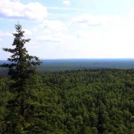 Researchers restore forests in northeastern Minnesota’s changing landscape