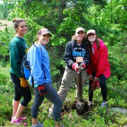 Volunteers invited to collect seeds, combat invasive cattails at Voyageurs National Park