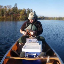 Study: No connection between forest fires and mercury levels in fish