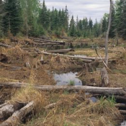 Book: Beavers have big impact on boreal forests in Voyageurs National Park
