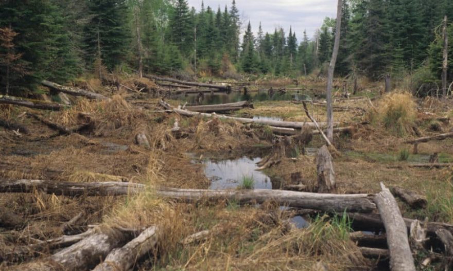 Book: Beavers have big impact on boreal forests in Voyageurs National Park