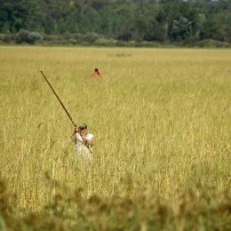 Minnesota proposes new standard to protect wild rice from mining pollution