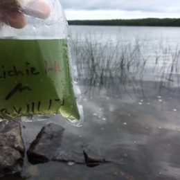 Remote lakes on Isle Royale are turning toxic and we don’t know why — yet