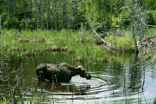 Moose in Northern Minnesota, Photo by Timothy Eaton