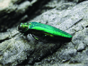Emerald ash borer. Photo courtesy Pennsylvania Department of Conservation and Natural Resources, www.forestryimages.org.