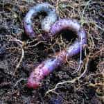 Earthworm (Lumbricus terrestris) courtesy Wikipedia.org