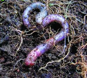 Earthworm (Lumbricus terrestris) courtesy Wikipedia.org