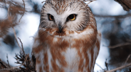 Discovering the Birds of the Boundary Waters