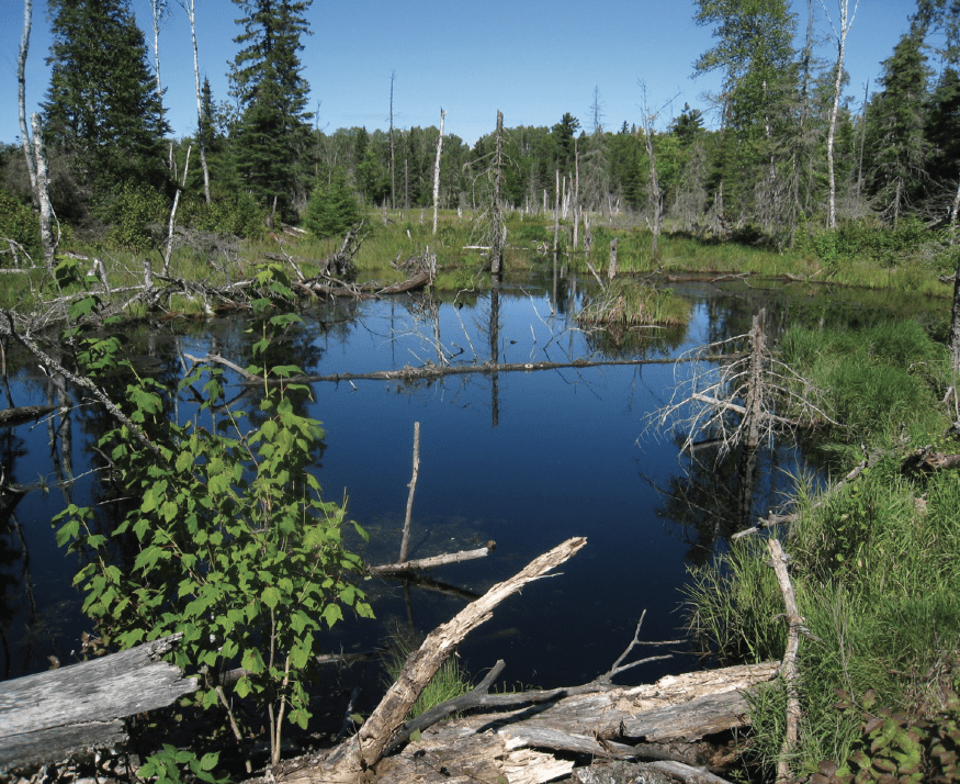 A beaver pond in the Wolf Lake Roadless Area.