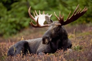 A bull moose (Photo by Hagerty Ryan, U.S. Fish and Wildlife Service)
