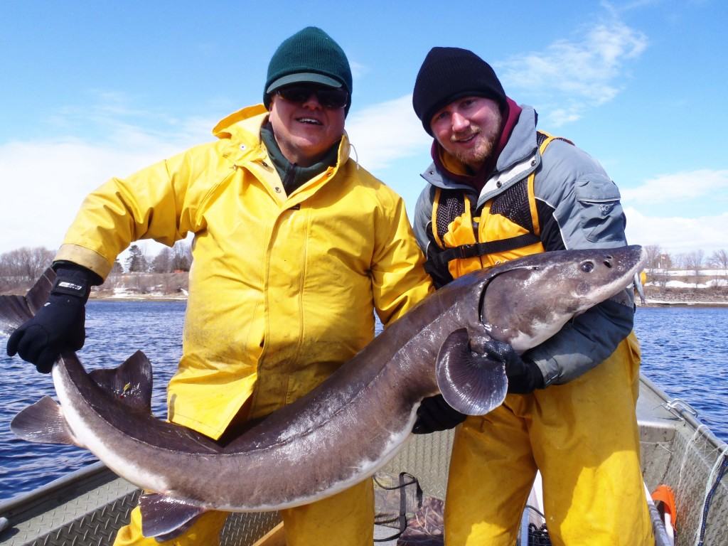 Wes Peterson and Dan Schermerhorn obtaining lake sturgeon population estimates on Rainy River and Lake of the Woods in 2014.