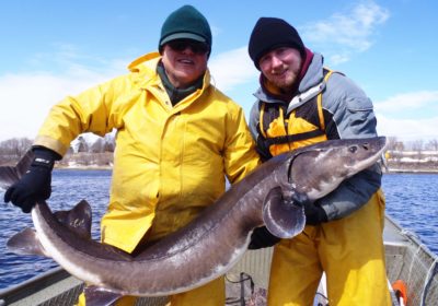 Wes Peterson and Dan Schermerhorn obtaining lake sturgeon population estimates on Rainy River and Lake of the Woods in 2013.