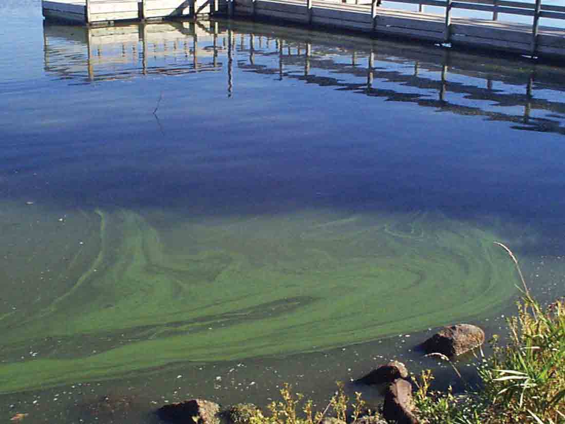 Algae in Minnesota lakes. Algal blooms across the state—including Lake of the Woods—are getting more and more media attention. For Lake of the Woods, it helped spark a Plan of Study to understand the threats to the lake’s health. Photos courtesy the Minnesota Pollution Control Agency.