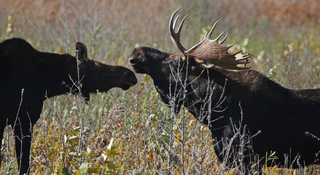 Moose on the Agassiz National Wildlife Refuge in NW Minnesota