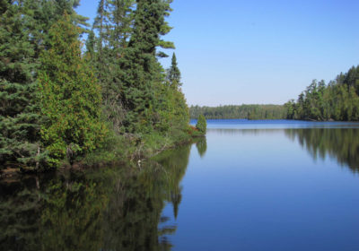 Pine forests on Sawbill Lake