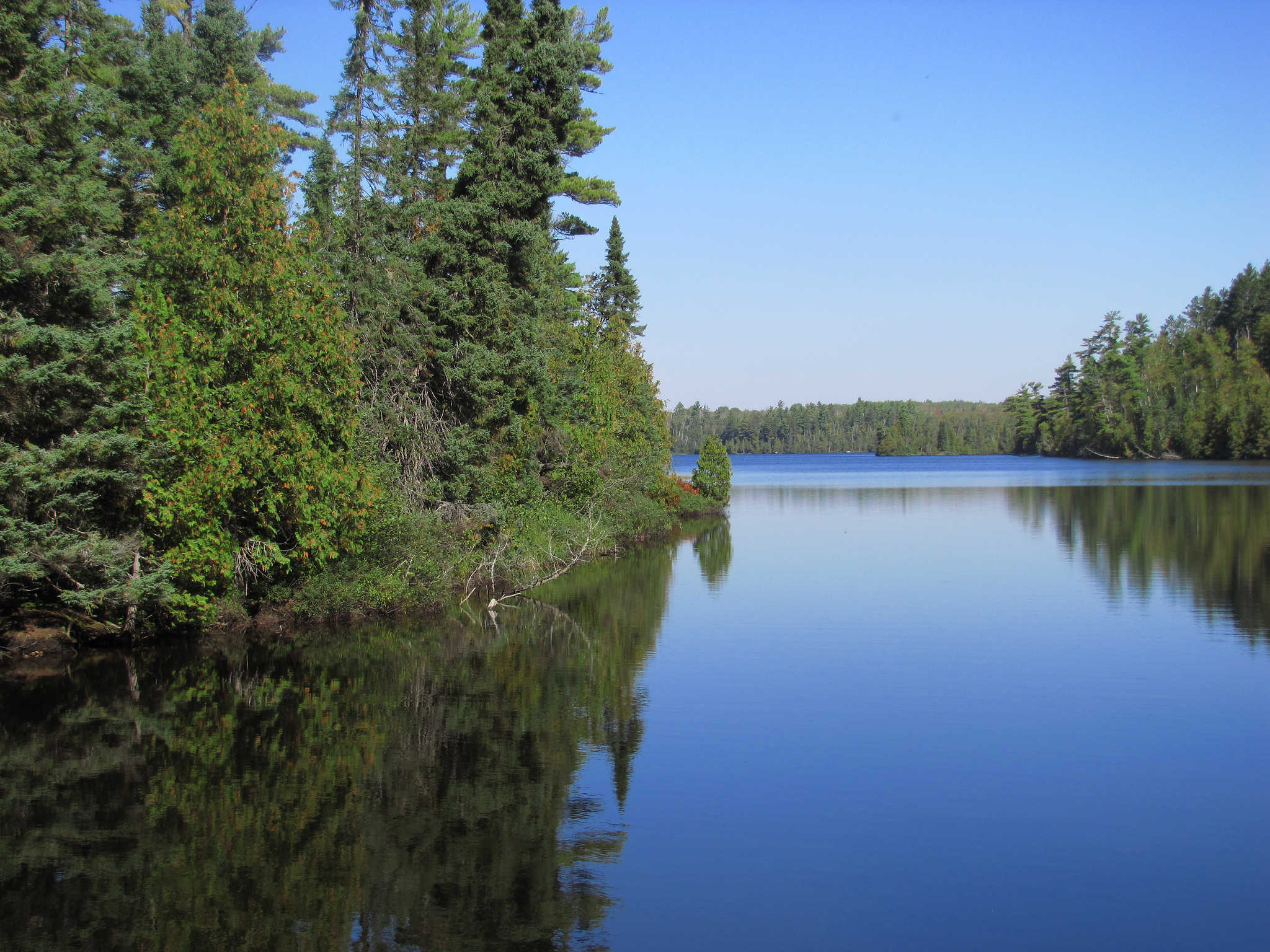 Pine forests on Sawbill Lake