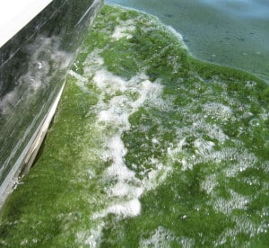 Blue-green algae or cyanobacteria color Lake of the Woods “puke green” when they bloom. (Photo by Mark Edlund)