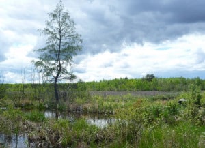 A wetland near the PolyMet mine site. (Photo by Greg Seitz)