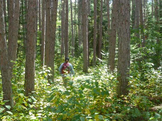 Visitor hiking through a red pine forest on the Kab-Ash Trail in Voyageurs National Park. Photo courtesy National Park Service http://www.nps.gov/voya/planyourvisit/