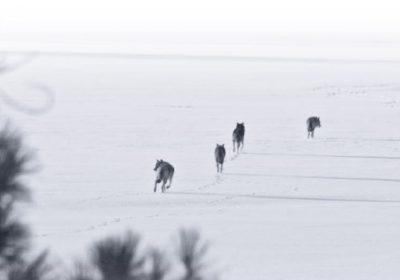 winterwolves-courtesyvoyageursnationalpark