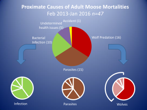 Causes of moose death (via MN DNR)