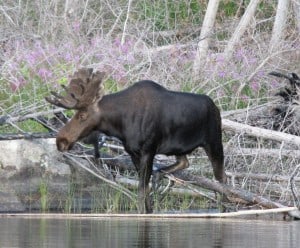 Moose on the Superior National Forest (Via U.S. Forest Service)