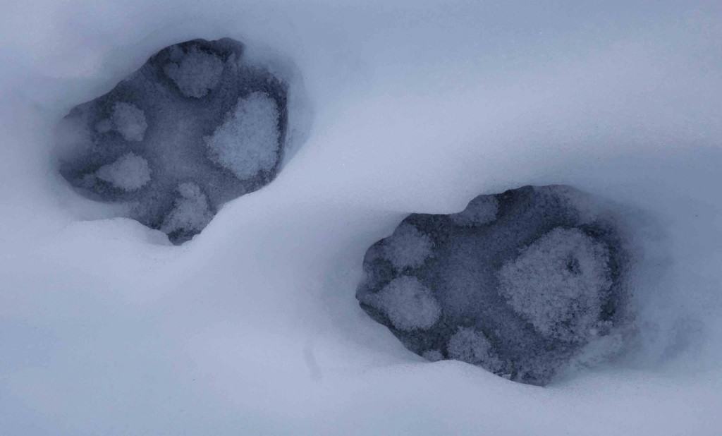 Wolf tracks on Isle Royale, Feb 2016 