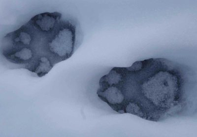 Wolf tracks on Isle Royale, Feb 2016