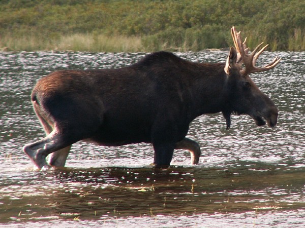 Public Input Sought on Designating Minnesota Moose as 'Endangered ...