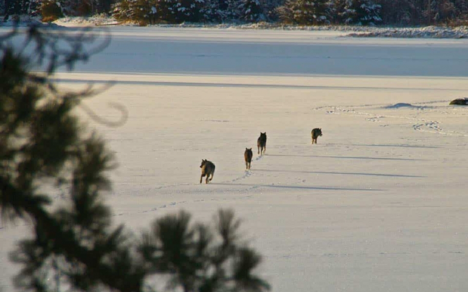 There are 5-9 packs of gray wolves that live in Voyageurs National Park, photo by Jeff Smith, 2014 VNPA photo contest entry.