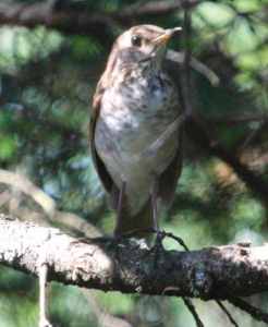 Bicknell’s thrush Photo by Phillip Kenny/Wikimedia Commons (CC 2.0)