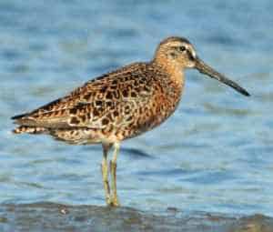 Short-billed dowitcher Photo by Dick Daniels http://carolinabirds.org