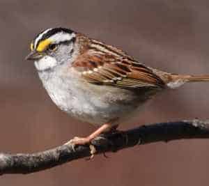 White-throated sparrow Photo by Simon Pierre Barrette, Wikimedia Commons (CC 2.0)
