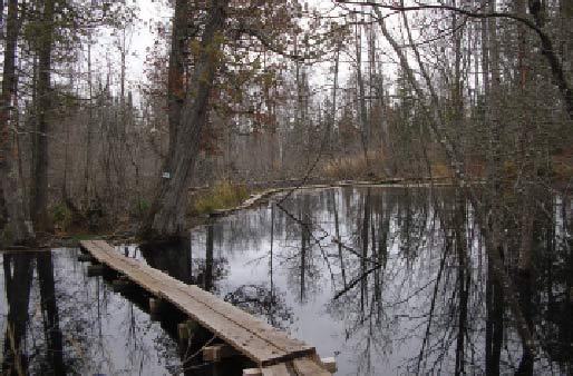  A boardwalk traverses a beaver pond on the Superior Hiking Trail. Photo by Greg Seitz.