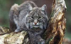 Bobcats are already replacing threatened lynx in some areas. Photo by Gary Kramer/USFWS.