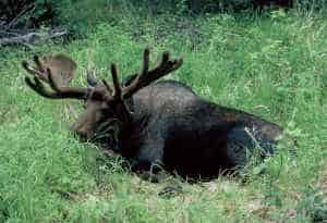 Parasites and diseases related to warming temperatures have contributed to the decline of moose across the Boundary Waters region. Photo by Ron Moen, PhD.