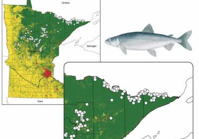 Coldwater fish like Cisco have been on the decline since the 1980s, due in large part to climate change. Found in 650 lakes across Minnesota, it is in the Boundary Waters region that the deep, clear lakes may provide refuge for the fish in coming decades. Images courtesy Peter Jacobson, MNDNR Fisheries Research. Fish illustration above ©MNDNR C. Iverson.