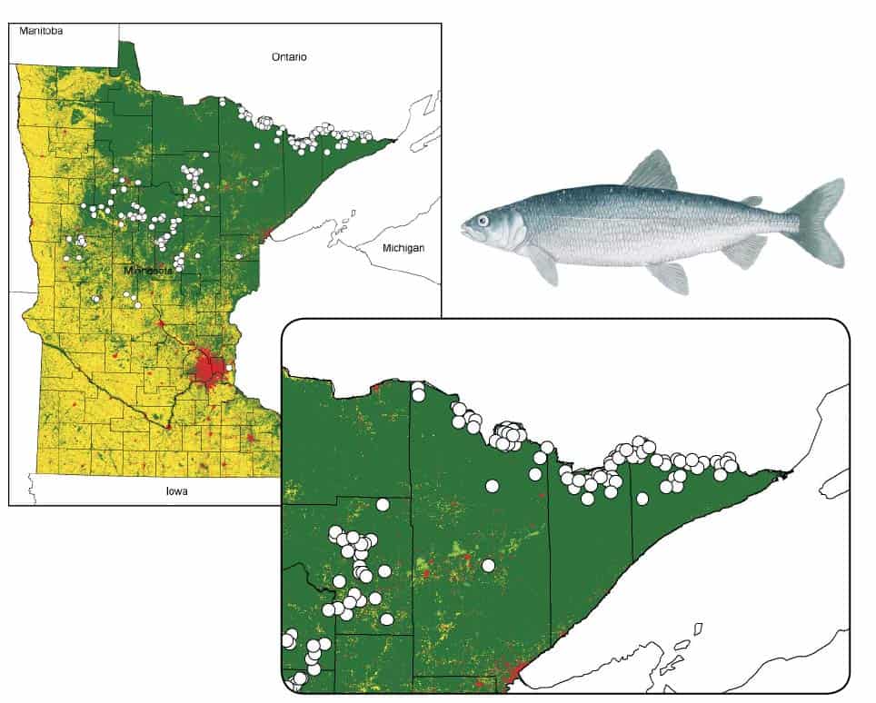 Coldwater fish like Cisco have been on the decline since the 1980s, due in large part to climate change. Found in 650 lakes across Minnesota, it is in the Boundary Waters region that the deep, clear lakes may provide refuge for the fish in coming decades. Images courtesy Peter Jacobson, MNDNR Fisheries Research. Fish illustration above ©MNDNR C. Iverson.