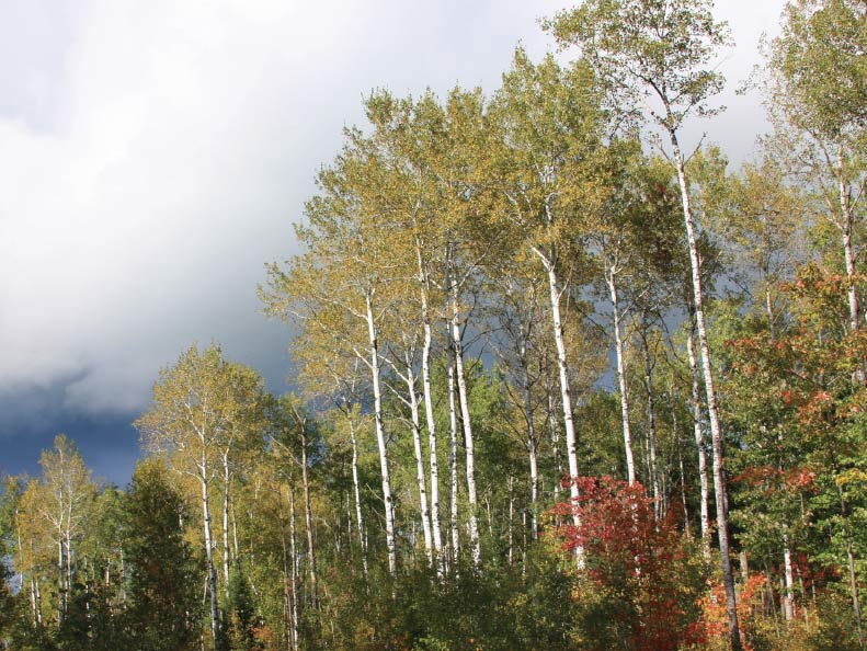 Quaking aspen, a distinctive feature of today’s boreal forest. Photo by Steven Katovich, USDA Forest Service, Bugwood.org. 