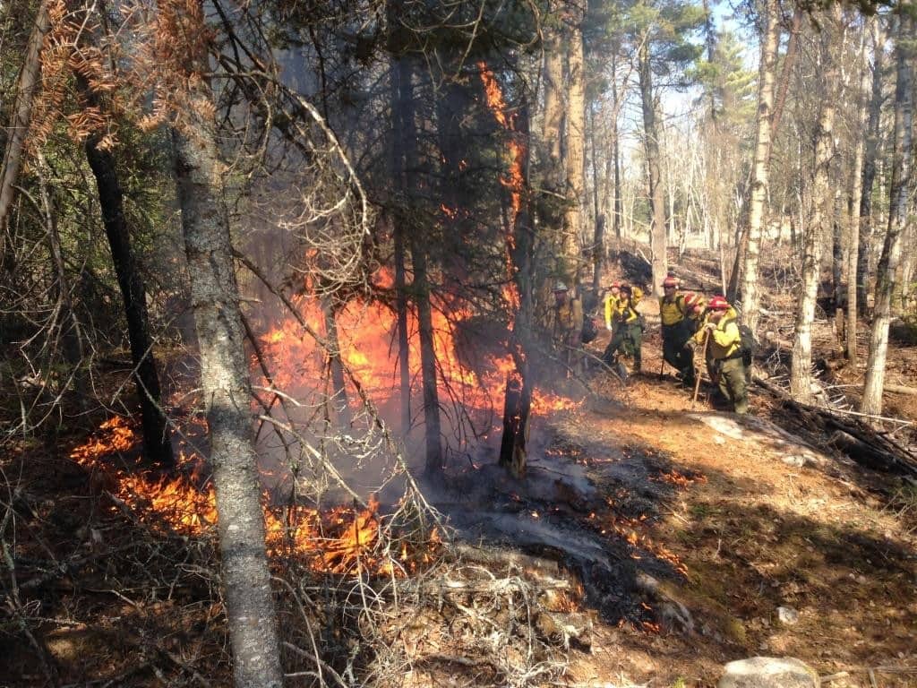 Igniting a prescribed fire on the Tofte Ranger District in the spring of 2016 (Superior National Forest photo)