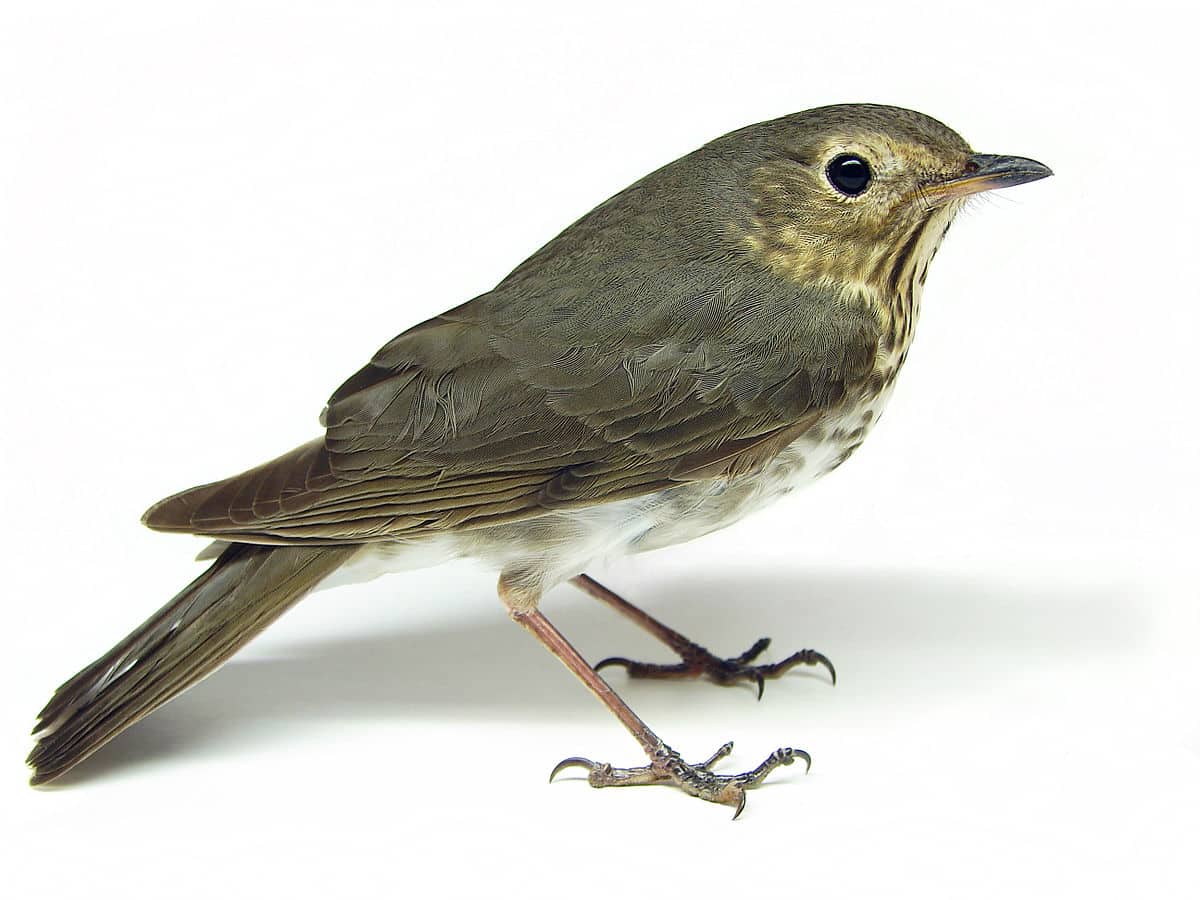 Swainson's Thrush, a species in decline on the Superior National Forest (Photo by Matt Reinbold, via Flickr)