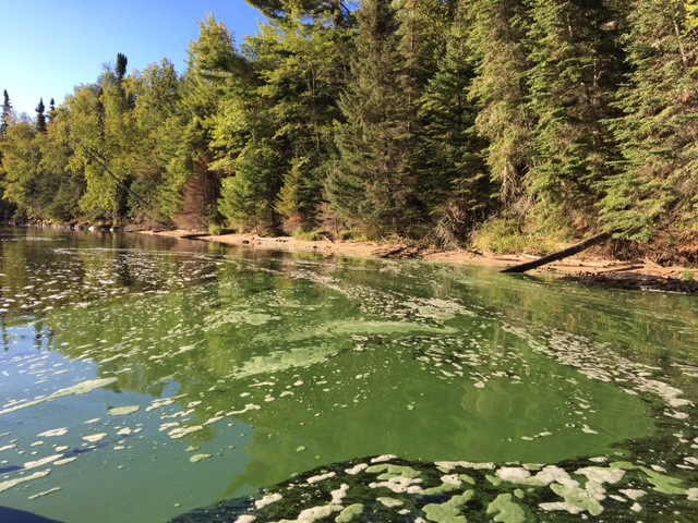 Blue-green algae in Voyageurs National Park in mid-September (Photo by Mark Edlund, St. Croix Watershed Research Station)