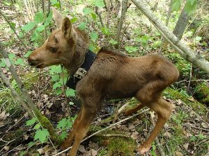 Moose calf with tracking collar