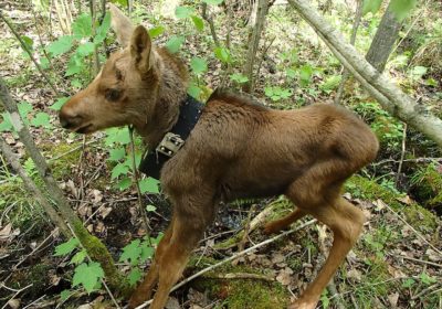 Moose calf with tracking collar